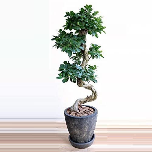 Amazon.co.jp: LAND PLANTS 観葉植物 ガジュマル （曲がり盆栽